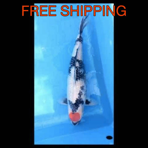 Free Shipping to the closest Airline Cargo - Ginrin Tancho Showa 78 cm