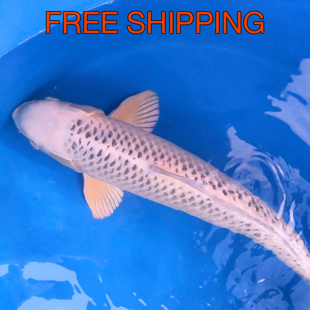 Free Shipping to your Door - GIN MATSUBA 64CM / 25"