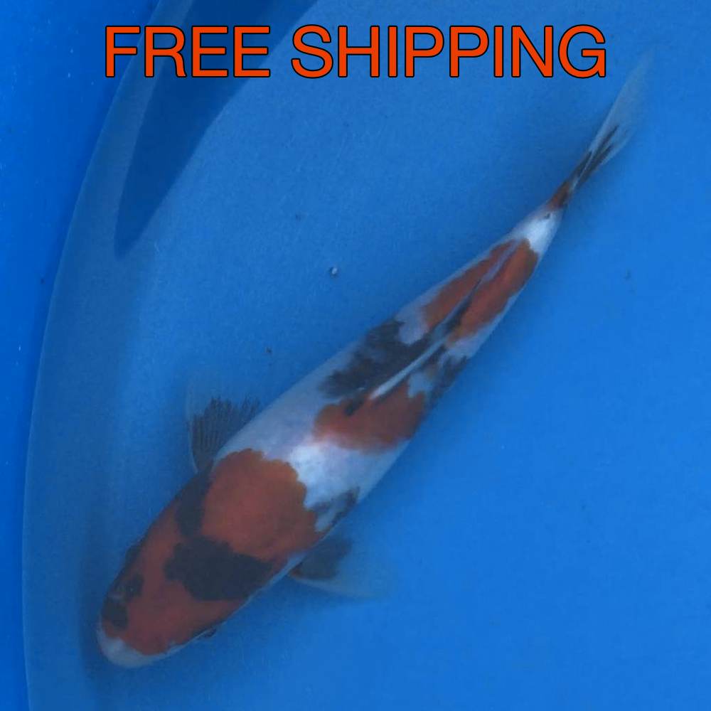 Free Shipping to your Door - Showa 7"