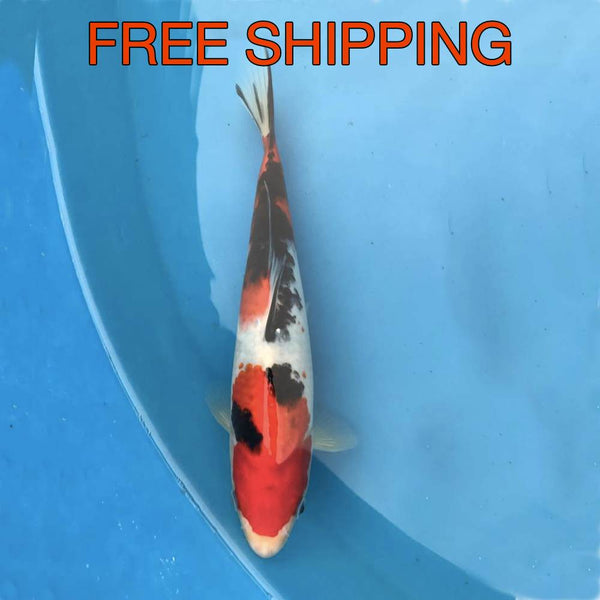 Free Shipping to your Door - Sanke 8"