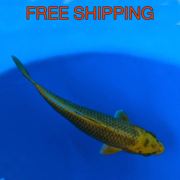 Free Shipping to you Door - KABUTO 9"