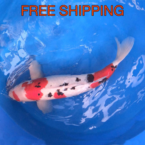 Free Shipping to your Door - Sanke 22"
